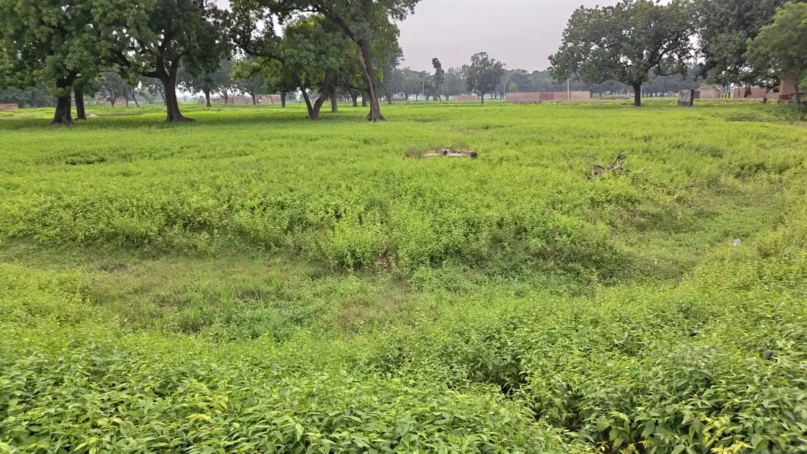 Kali Mata Mandir — Plot 3